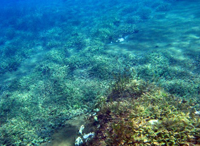 Immersione a Capo D''Acqua (AQ)